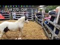 Chagford Pony Sale 2023