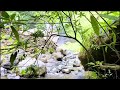 Relaxing Sleep, Deep Forest Sounds, Bird Sounds, 