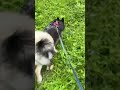 Highlight 0:14 - 5:14 from Walking With Raven The Alaskan Malamute Puppy 🐶 🐺❤️#husky #alaskanmalamut