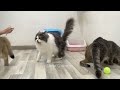 Funniest Animals 2023 😂 Funny Cats and Dogs Videos 😹😆🐶 Part 527