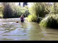 Roscoe and Bailey Swimming