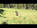 What to expect if you encounter a wolf