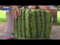 Shocking Square Watermelon Production in Japan - Farmers' Farming Techniques You've Never Seen