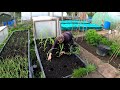 Sweetcorn | How to plant Sweetcorn | Protecting Sweetcorn | Growing Sweetcorn | Green Side Up
