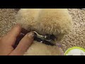 Diy Stuffed Animal/Webkinz Collar