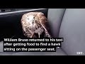 Hawk hides in taxi from Hurricane Harvey and refuses to leave