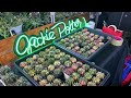 Rare and Beautiful Cacti, Succulents & Euphorbias at Horti Filipina International Plant Show