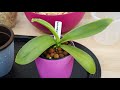 Repotting a new Miltoniopsis Orchid - When and how