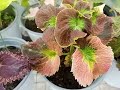 What are the ways to grow mayana or coleus plants. #mayana #coleusplant