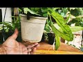 12 Gorgeous Hoya  Plant Unboxing || Hoya Plant Purchased Online || Best Hoya Seller