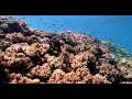 [4K] Exploring Coral Wonders Okinawa, A Breathtaking Compilation #35 CANON EOS 1DX II Nauticam 沖縄 珊瑚