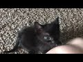 Tiny Black Kitten- TOO CUTE