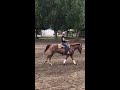 SJR Playin Smooth Reining Cow Horse For Sale.