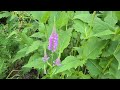 Obedient Plant Physostegia virginiana