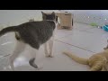 😆 Best Cats Videos 😂 Funny Animal Moments 2024 😂