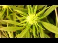 First Cannabis Grow using CFLS (UPDATE) #6