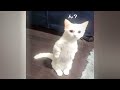 You Laugh You Lose Dogs And Cats 🐈❤️ Funny Cats Moments 🤣😹