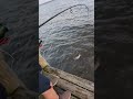 Kenny catching a stingray! Blackwater Bay FL