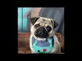 New Funny Animals 🐧 - Try not to laugh CATS And DOGS Video Compilation 😺🐶