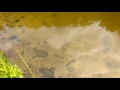 A school of baby large mouths