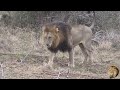 The Most Famous Lion Pride In Kruger National Park