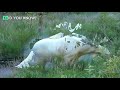 Man Finally Films A Very Rare White Moose After Trying For 3 Years