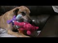 Great Dane LOVES his Stuffed Animals!