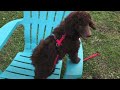 Four Feet On- Puppy Parkour Training