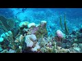 Little Cayman Dive Nov. 2019