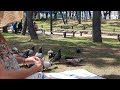 Let's feed the doves.. #dove #feedshorts #birds #viral #nature #korea #fun #love #feeding #asmr