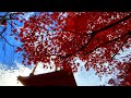 紅葉に染まる呑山観音寺NomiyamaKannonji Temple autumn leaves 高野山真言宗別格本山 Koyasan Shingon sect special head temple