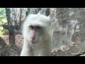 AVILON ZOO Full Tour | WHAT TO SEE Inside the Largest ZOO in the Philippines?【4K HDR】