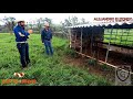 VISITAMOS RANCHO LOS TIMONES | SIMMENTAL Y SIMBRAH DE REGISTRO.