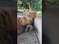 Funniest Animal Videos Of The Month 🥰 Baby and Cats Animal and Owner 🤣😁