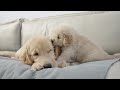 Golden Retriever is Too Tolerant of His Naughty Puppy Brother