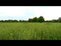 Soft Wind Through A Grass Field - Relaxing Nature Ambient - Birds Singing