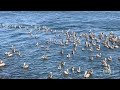 Ocean & Sunset Vibes -  Pelicans - May 5, 2024