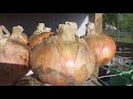 How to Grow Onions, Harvest Onions & Cure Onions from Start to Finish l Walla Walla Onions