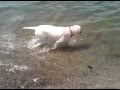 Our Yellow Labrador Retriever First Time Swimming