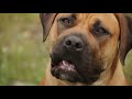 BOERBOEL FIVE THINGS YOU SHOULD KNOW