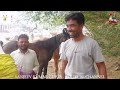 येवला मंडी जायेंगे 2 ट्रक बिकाऊ घोड़े - पार्ट 36 Balotra Horse Market 2024 Tilwada Pashu Mela Sale