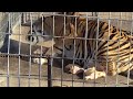 Feeding the Lions & Tigers