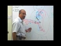 Fetal Circulation | Embryology | Dr Najeeb