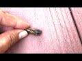 Cicada Emergence: Nature's Enigmatic Symphony
