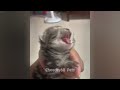 😹 Try Not To Laugh Dogs And Cats 🤣😻 Best Funniest Catss Video 2024 🐱🤣