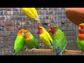 Cute  Lovebird Chirping: 2 Hours of Relaxing Parakeet Sounds to Reduce Stress-Singing  Love Birds