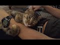 Kitten Mint licks her dad's arm, sneezes, and licks more