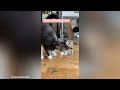 CATS make US LAUGH ALL THE TIME 😍 Funny Cat Videos of 2024 😍