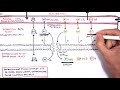 Overview of Fluid and Electrolyte Physiology (Fluid Compartment)