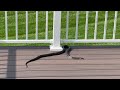Black snake on the deck